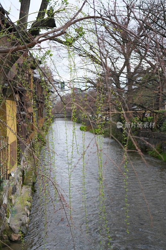 日本京都2019年3月22日:京都传统娱乐区白川祗园(Gion Shirakawa)清晨。